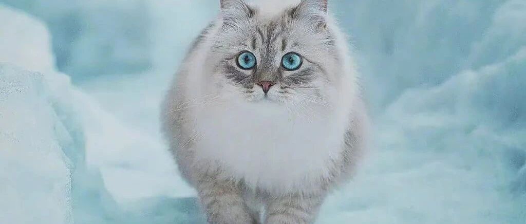 原来俄罗斯猫这么可爱和霸气啊啊！！