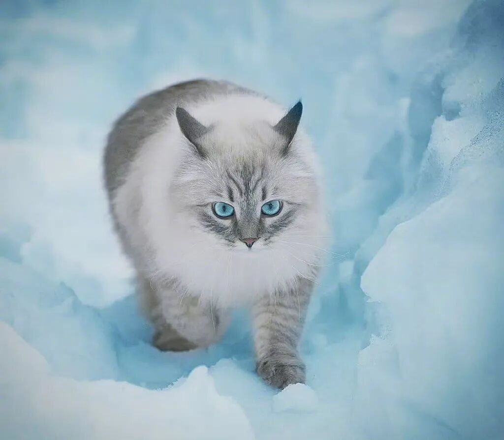 原来俄罗斯猫这么可爱和霸气啊啊!_影视聚合站