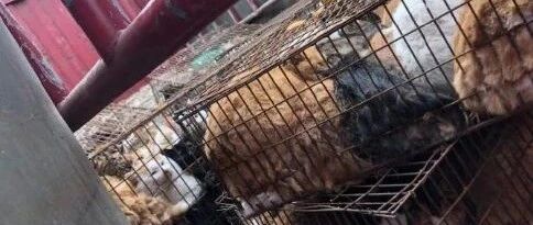 男子假装"外卖员"带诱捕器四处偷猫：不论死活都能卖钱！