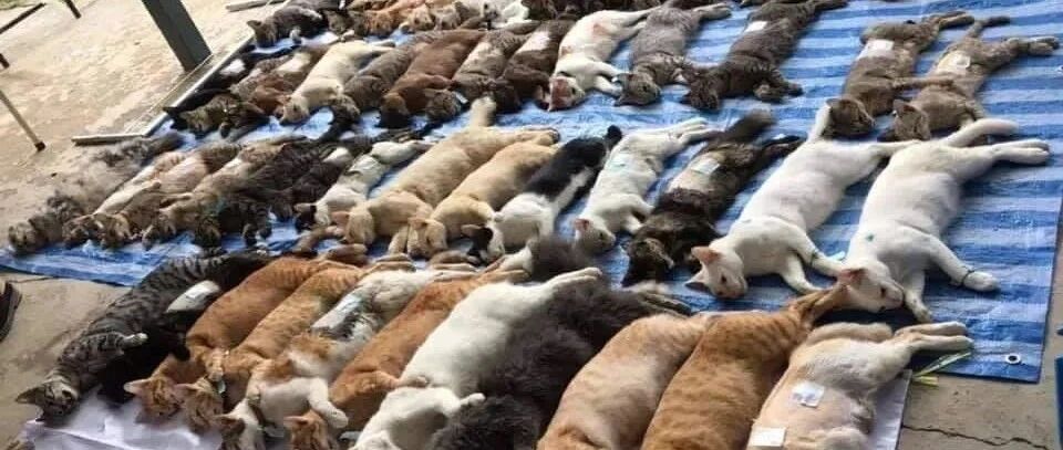 街头惊现100多条“猫尸”，知道真相后...网友都笑喷了！