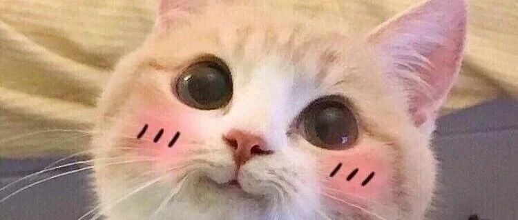 “我半夜不小心摸了猫的肛门腺，被臭到当场裂开！”