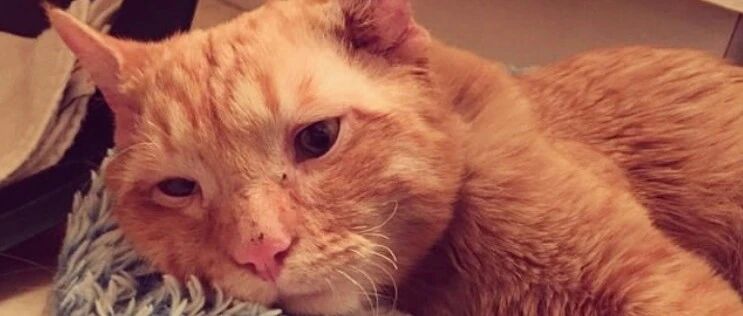 天生一脸悲伤的橘猫没人要，被妹纸收养1小时后的变化，让人...