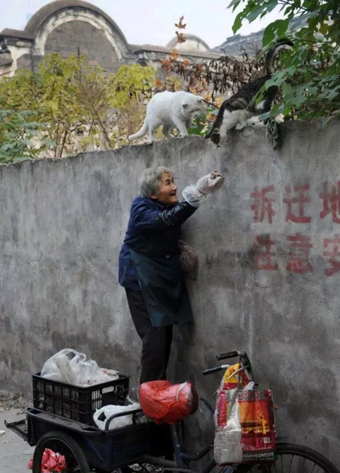 救助流浪動物，光做個伸手黨可不行。 萌寵 第2張