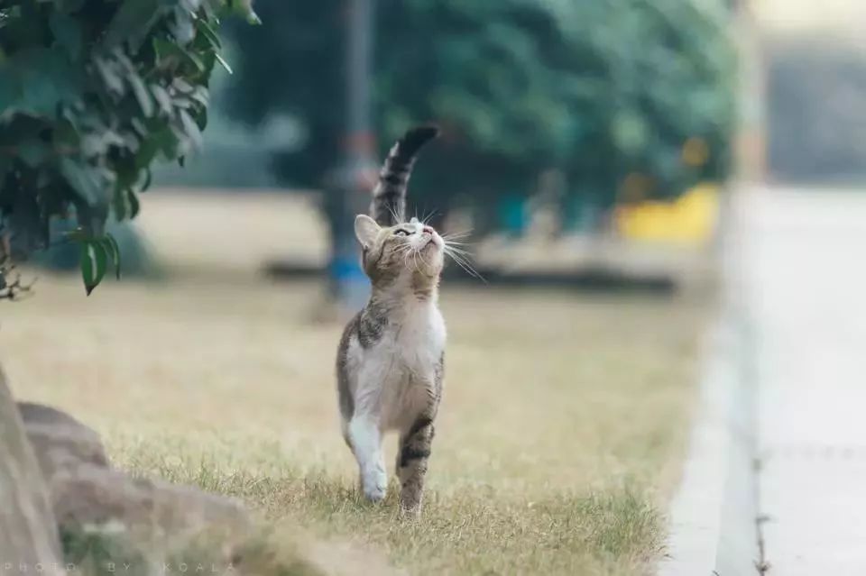 救助流浪動物，光做個伸手黨可不行。 萌寵 第11張