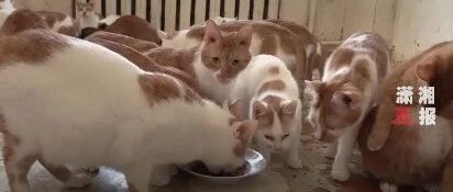 一口气养70只大橘是一种什么样的体验？果真被吃破产！