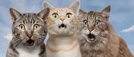 “我叫男票来家里帮忙喂猫，想不到他竟然这样做！”