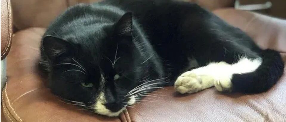 猫咪被扔进垃圾粉碎机，幸运被救出，最后成了远近闻名的网红喵！