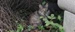 紧急曝光+扩散！3月25日有虐猫团伙，预谋在广州白云山虐杀流浪猫？！