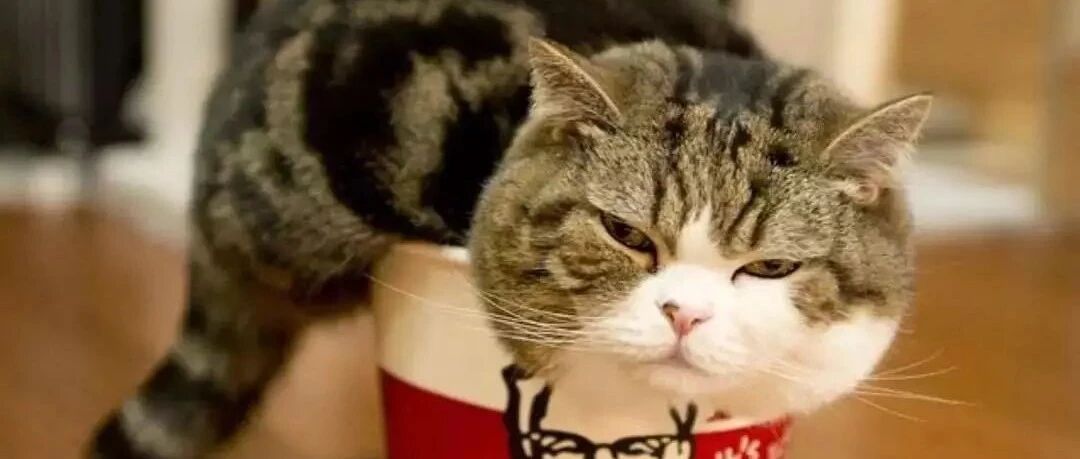 这些沙雕“猫片”经过插画师的二次创作，简直更萌了！