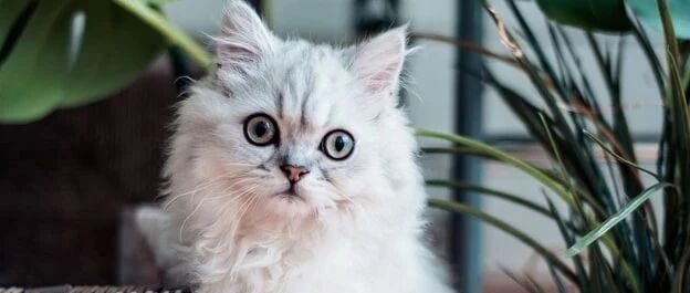 “你知道猫屎吃起来是什么味吗？酸，像90%浓度的黑巧克力！”