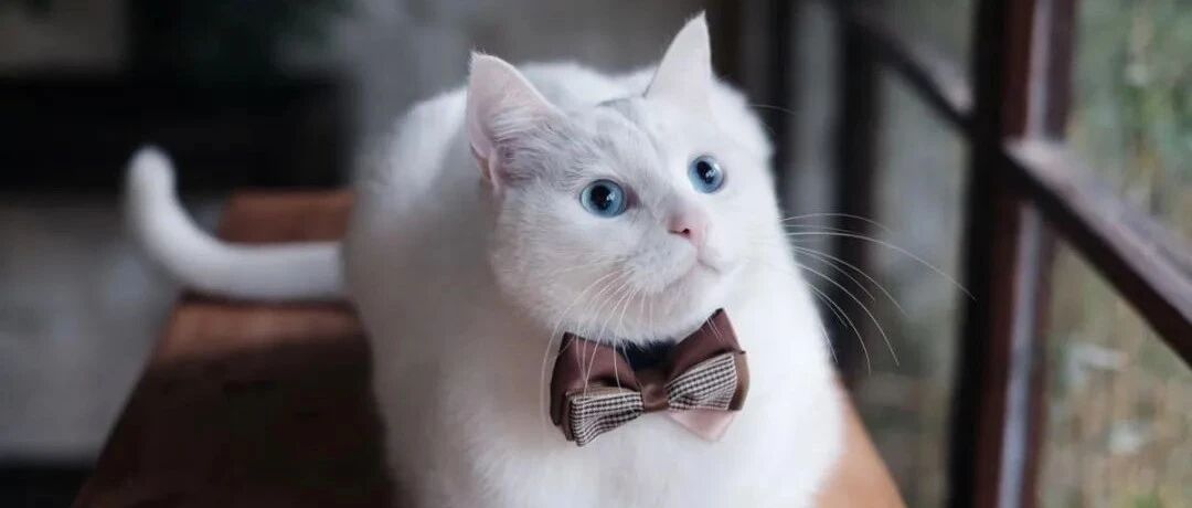 土猫不值得养吗？田园猫：我可是猫界天花板！