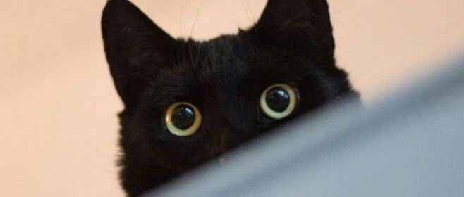 “猫会哭吗？”看完答案千万不要哭~