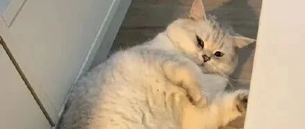 “我jio得必须给猫咪颁发一个诺贝尔和平奖！”