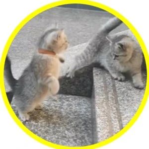 这2只就是功夫小猫吗？果然，猫的反应是猫的七倍！