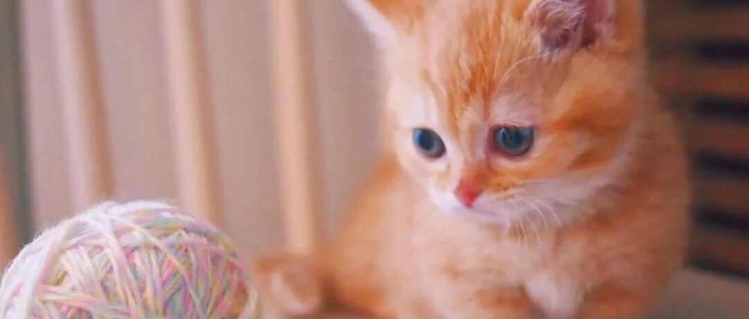 我寻思着小奶猫到底有多可爱？结果...阿伟又死了！