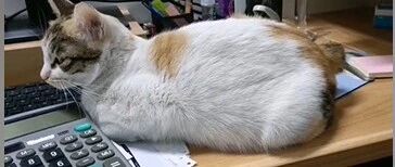 你永远不会知道，流浪猫为了有个家能有多懂事！