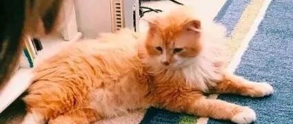 橘猫被遗弃20公里外，徒步返回家后却被主人安乐死！