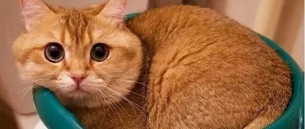 妹纸问：男友养的猫长得像前女友，该怎么办？网友的回复让人豹笑~