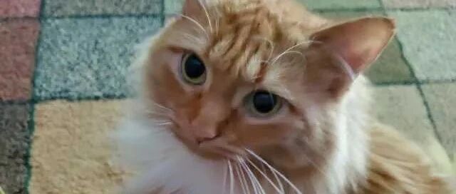 “太过分了！素食主义女朋友逼我扔掉猫，竟因为它吃肉！”