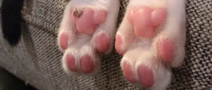 猫JIO到底什么味？我冒死吸了一口后，差点...