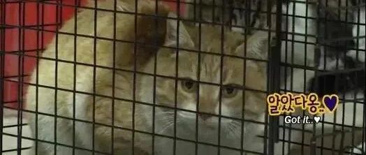 偷吃上千海鲜被抓，无力偿还，老板：扣留它打工还债！