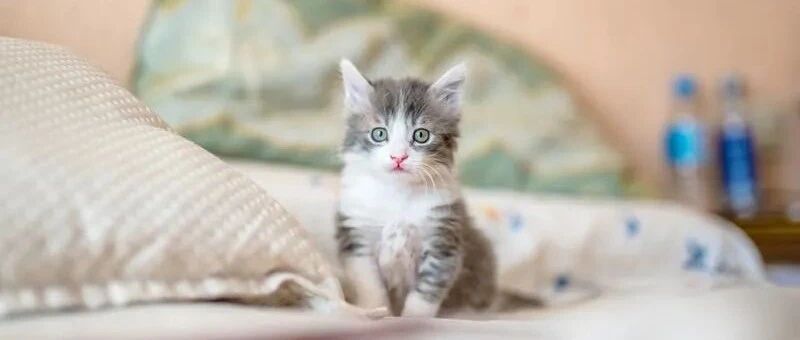 不养一只猫永远体会不到的10件事，网友：有猫真好！