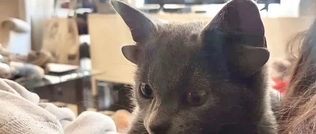 小猫因为长有4个耳朵而被人视为“怪物”，直到遇到这位好心妹纸...