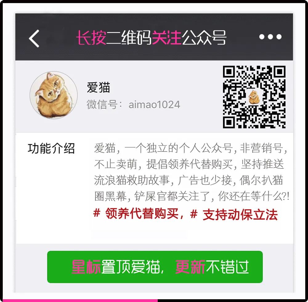 網紅「液體貓」鼻祖Nobiko去世了，享年18歲！ 寵物 第16張