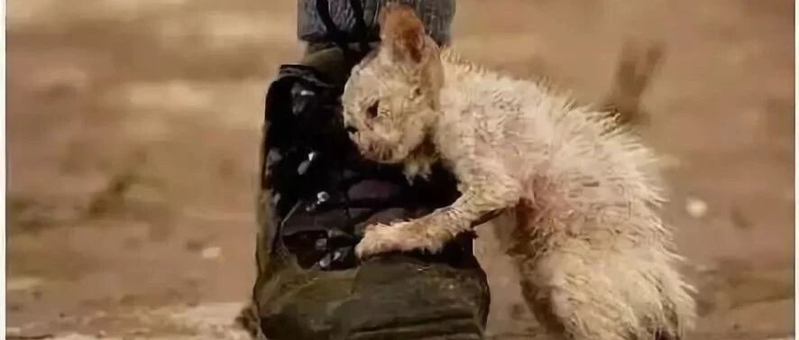 流浪猫为什么会碰瓷你?背后真相让人泪目!