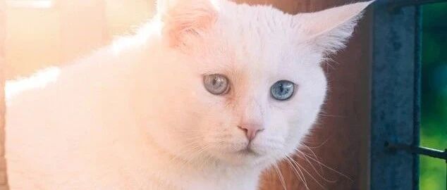 这 些 猫 还 有 救 吗 ？