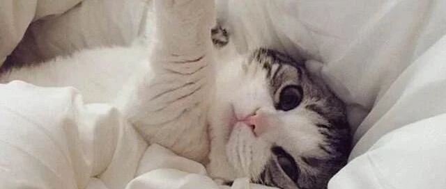 网友吐槽千万不要养太多猫，因为晚上你会没地方睡…