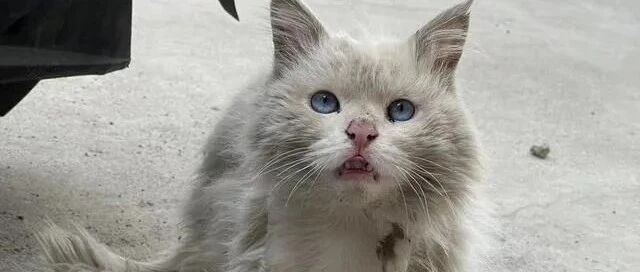 震惊！网友捡到一只“迪士尼在逃公主”，带去看医生竟被告知是：公猫！