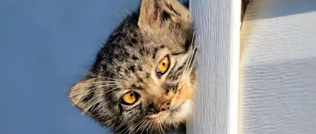 网友在保护区发现猫崽的求救声，没想到竟救了只...