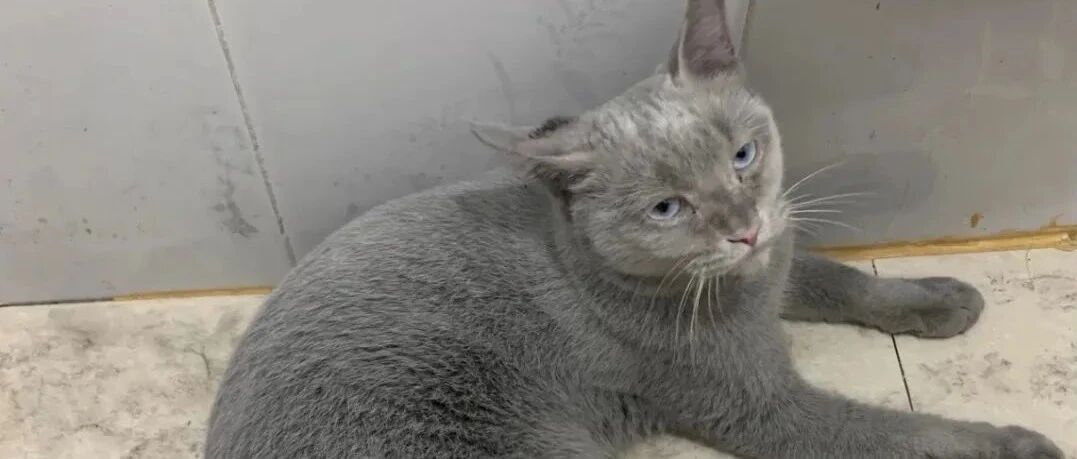 网友带白猫回乡下，几天后...竟改变品种，变成了蓝猫！太神奇了！