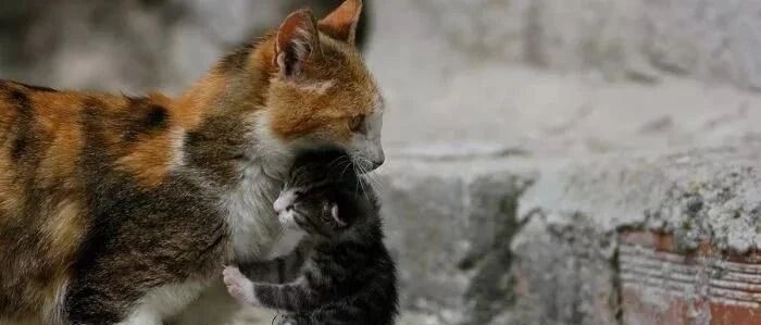 为什么一捏猫的后颈，猫就会变得老实？真相是...