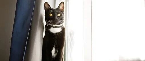 如果铲屎官去世，猫咪会想她吗？