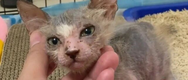 网友救下一只濒死的无毛猫，半年后全身变得毛茸茸！超可爱！！