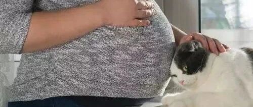 一位孕妇说：“你们再逼我送走猫，我就自杀！”