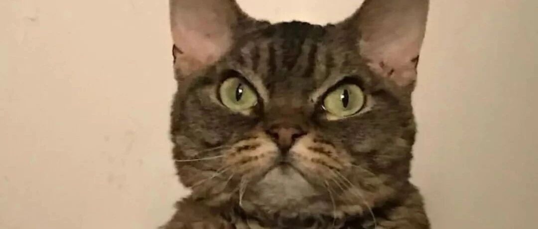 “喵星人永不为奴，除非...包吃包住！”