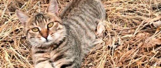 那只会送礼物的流浪猫，回喵星了...