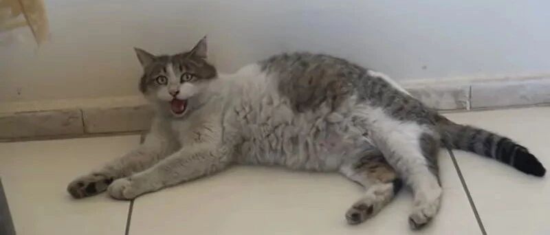 怀孕猫妈在诊所门口喊“救命”，医生都愣住了，猫：赶紧的，我要生了！