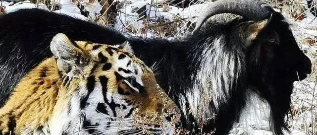 震惊世界的“虎养恋”分手了？！只因羊被虎宠得长胖了40斤？？