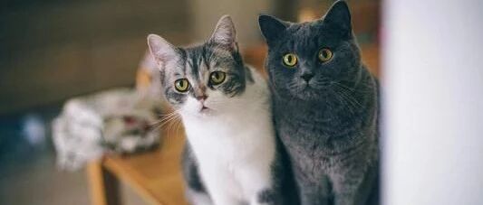 不要轻易在猫面前吃螺蛳粉，猫会以为你在...