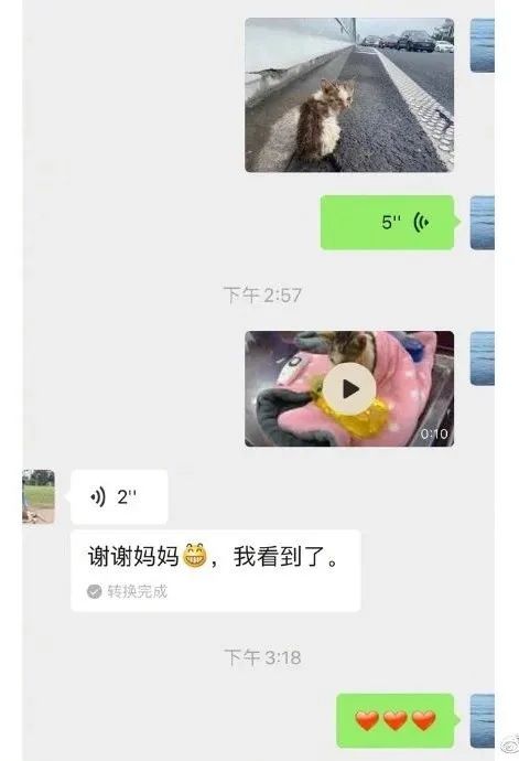 孫儷與女兒小花救助被扔高架橋的流浪貓，發文呼籲不要再有傷害！ 寵物 第6張