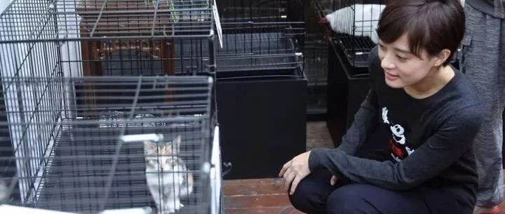 孙俪与女儿小花救助被扔高架桥的流浪猫，发文呼吁不要再有伤害！