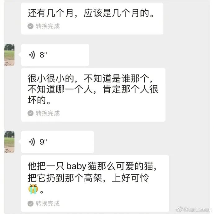 孫儷與女兒小花救助被扔高架橋的流浪貓，發文呼籲不要再有傷害！ 寵物 第5張