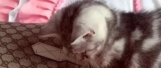 猫：谢谢铲屎官给朕买的LV牌猫抓板！