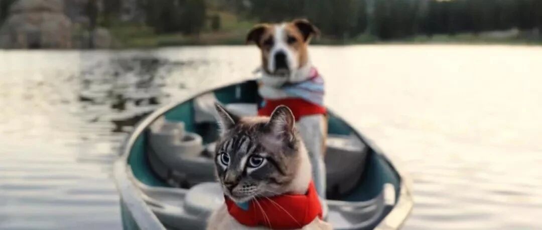 猫奴和狗奴到底有什么不同？国外网友这一波总结，太精辟了！