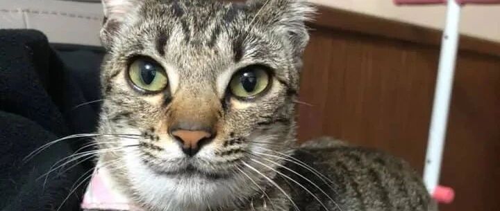 “猫咪整容哪家强？请到蜜蜂诊所！”