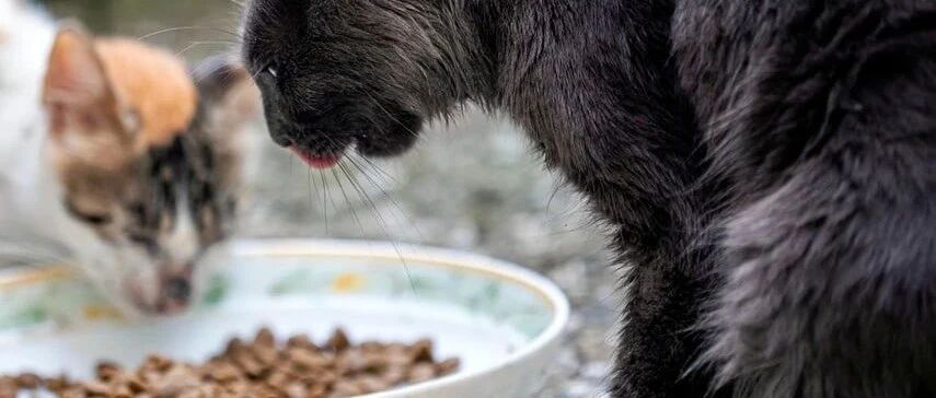 7个猫粮选购原则，谁才是性价比之王？（文末有福利）